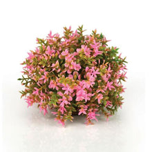 Indlæs billede til gallerivisning biOrb blomster bold i pink. Designet af Samuel Baker. Dimensioner (LxBxH i mm) 110x110x80. 46088