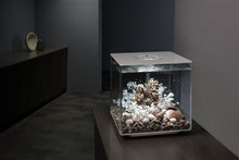 Indlæs billede til gallerivisning biOrb Koral med muslinger i Natur