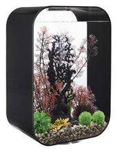 Indlæs billede til gallerivisning biOrb viftekoral LARGE i sort. Dekoreret i en biOrb LIFE 60 l. i sort. 46119 MCR 72060
