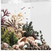 Indlæs billede til gallerivisning biOrb koral med muslinger ornament, ses med planter og koraller og pynt. 48360