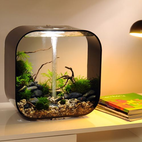 biOrb LIFE 30 l. i sort. Dekoreret med træpinde, grønne planter og sorte pyntesten. 72054